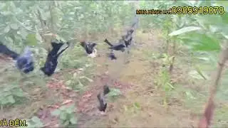 BẪY CHIM CHÈO BẺO DÍNH ĐEN LƯỚI-ĐÃ CÓ BÁC NÀO ĐƯỢC NHIỀU NHƯ NÀY CHƯA Ạ.TẬP-7.