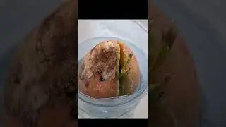 Проращиваем АВОКАДО из косточки