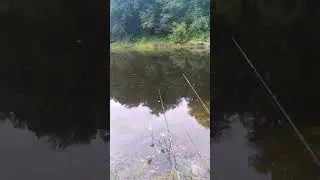 ✔Утро на озере Бобровом🐟✔#shorts