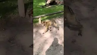 Monkey's Hilarious Antics Caught on Camera by Girl! 🐒😂 