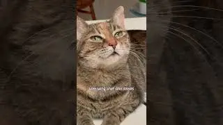 Follow Toozey for more mindfulness tips!! #catlife #tabbycat