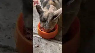 A hungry cat asked for food #shorts #shortvideo #cat #cutecat #cuteanimals