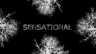 Camp 8 - Sensational