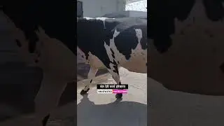 हरियाणातील दुसऱ्या वेताची गाई विक्रीसाठी उपलब्ध #hf_cow #shorts #गाई_बाजार