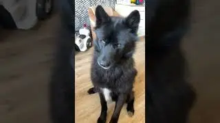 Нападение Волкособа на бутер