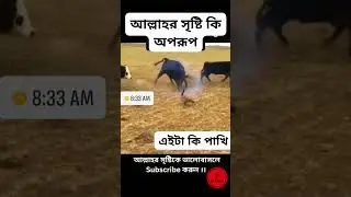 আল্লাহু আকবার ।। সবাই শেয়ার করুন