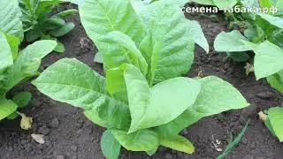 TOBACCO seedlings after a month of growth in the field. FERTILIZER.