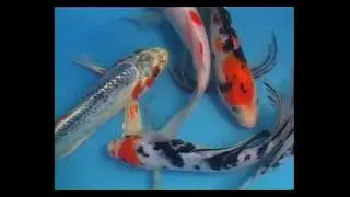 Как разводят карпов Кои (Cyprinus carpio carpio) в рыбоводных хозяйств Малайзии ?