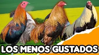 5 lineas de gallos menos gustadas @elpoderdelpollo2342