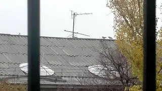 голуби