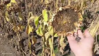 Участок гибридизации. 2025. Отчет.