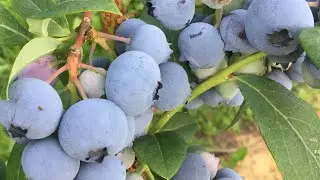 Blueberry variety Toro