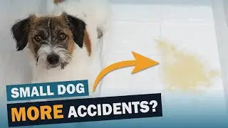 Are Small Dogs Harder to Housetrain? | Talkin' Dogs