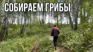 Поехали в поход за грибами | объездили 5 лесов | сколько мы собрали грибов ?