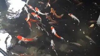 Fishhobbytat-20211206 065112
