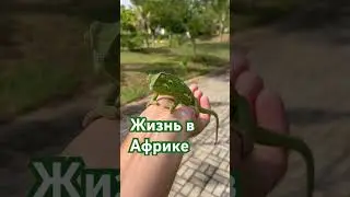 Хамелеон #природа #африка #кения