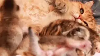 Кошка обнимает котят
