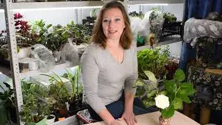 Когда сеять капусту на рассаду: посев капусты и выращивание рассады капусты