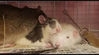 Three Rats Sleeping Together (SO CUTE)