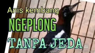 Anis kembang gacor, ngeplong tanpa jeda