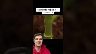 Растение-паразит — повилика | SMITUP | 
