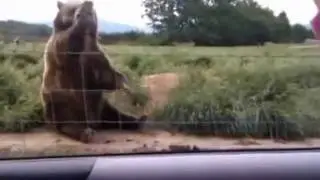 Вежливый мишка