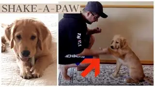 HOW TO: Golden Retriever learns to SHAKE-A-PAW in 20 minutes