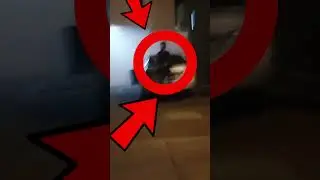 xd