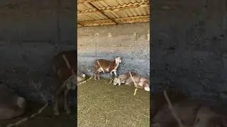 Сын Виконта и Красавицы