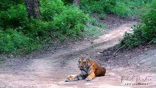 Tiger On Road - Dhikala Grassland Male Cub