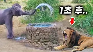 코끼리에게 물대포 공격을 당한 사자의 최후