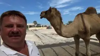 Бахрейн Верблюжья ферма, Картинг, Дерево жизни