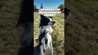 Man muss nicht alles können 🤭 #heywuffi #bordercollie #hund #dog
