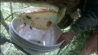 [HONEY HUNTING] Pure Honey Harvesting Satisfying 30m High Without Protection!!🍯 😯😲🐝  #honeycomb