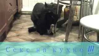 коты геи