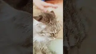 пытаимся подружить боню с мусей