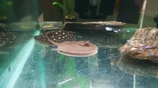 Black Diamond x Henli Stingray Pup With Newborn Motoro ray pup grow out baby tank