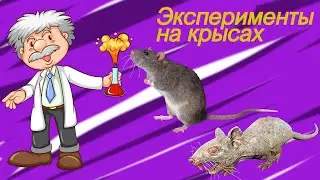 Почему ученые проводят эксперименты на крысах ? Лабораторные крысы!