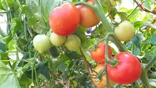 🍅Обзор томатов в теплице на 09.08.22г.,заболели😒😒😒.