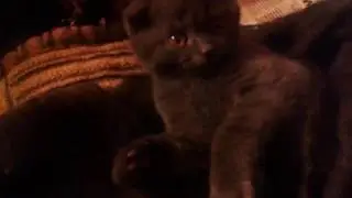 Шотландский Котенок Бося (Босс) балдеет в шерстяном платке