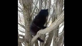 Просто кот