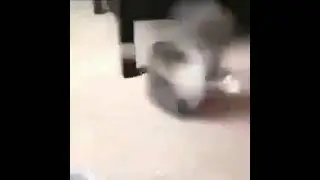 uwogh cat