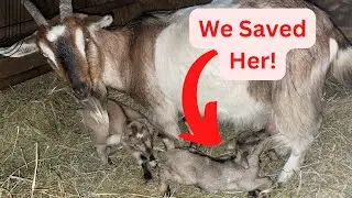 Watch This Shocking Baby Goat Birth Story That We Just Barely Saved!!