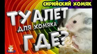 СИРИЙСКИЙ ХОМЯК.ТУАЛЕТ ДЛЯ ХОМЯКА. ГДЕ?