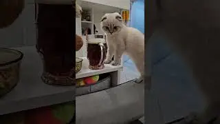 #newchannel#funnyvideo #shortsvideo #catshorts #котики #приколысживотными #северныекоты