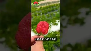 Kleri navli serhosil Qulupnay. Quvasoy shahar Oq tosh qishlogʻi