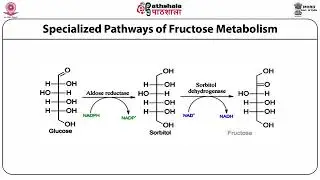 M-06. Entry of Fructose and Galactose