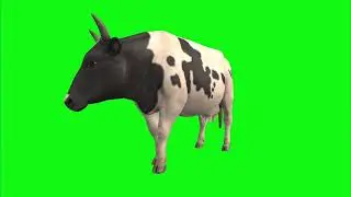 a cow green screen free download