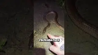 Why did he touch Australia's most dangerous animals? 