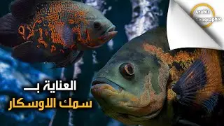 معلومات عن تربية سمك الاوسكار في الاحواض